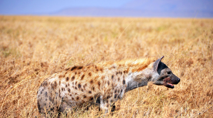 Hyenas