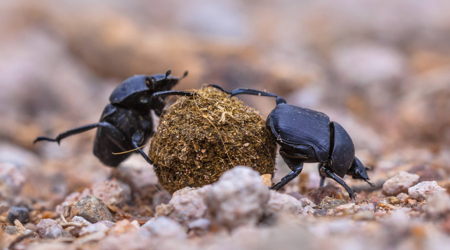 Dung Beetles