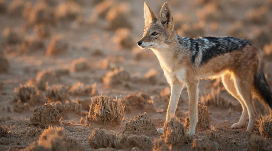 The Ecological Importance of the African Bush Cleaners