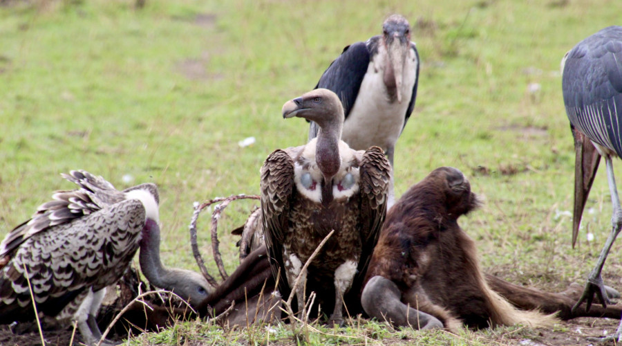 Why Conservation of the African Bush Cleaner Matters