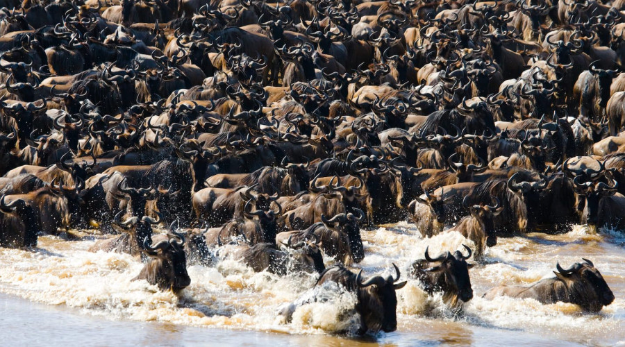 Serengeti National Park- The Original Reality Show