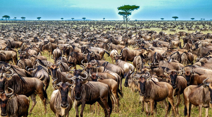 New Life on the Open Plains