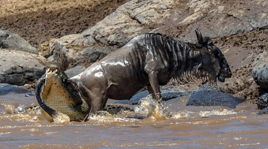 The Return – From Masai Mara to Serengeti