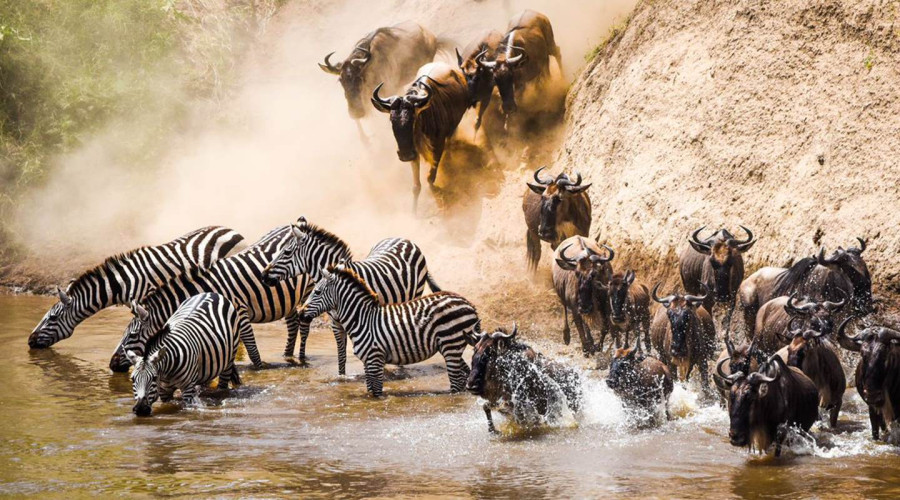 The Mara River Crossings