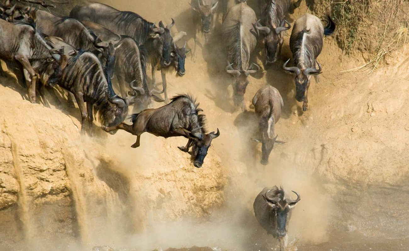 Why the Serengeti is the Living Laboratory of Nature