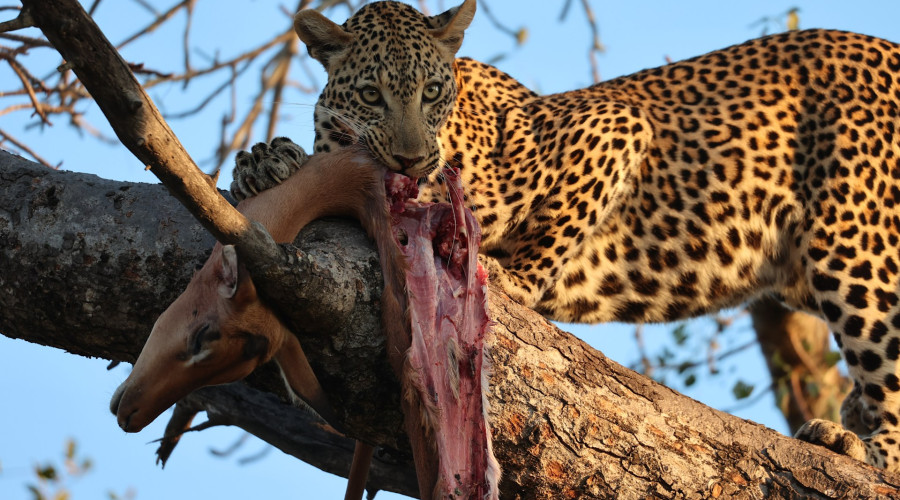 The Silent Masters of the Serengeti-Predators at Work
