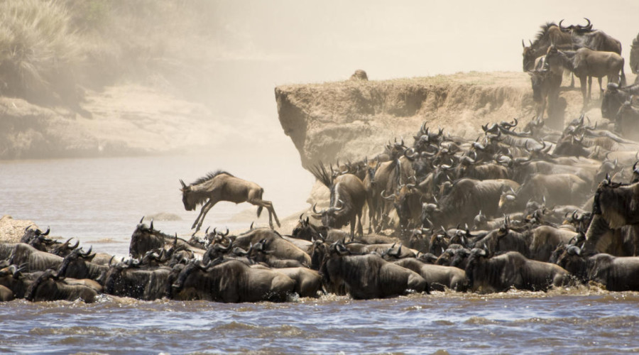 The Great Migration-Nature’s Timeless Spectacle