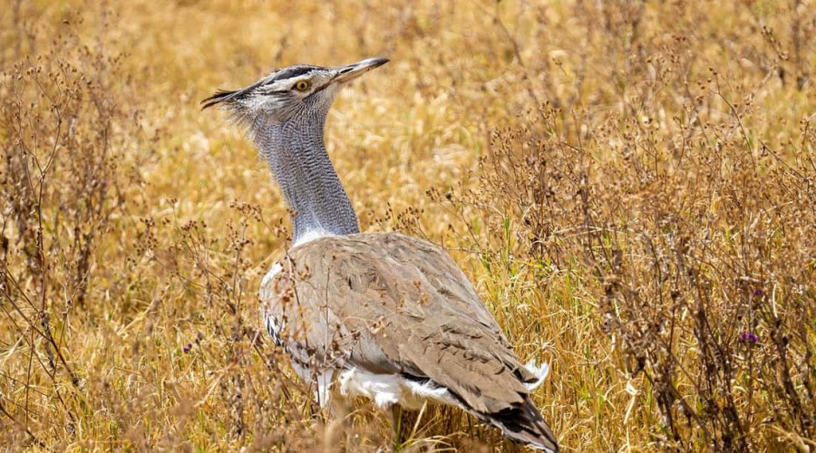 Beyond the Big Five-The Serengeti’s Hidden Wonders