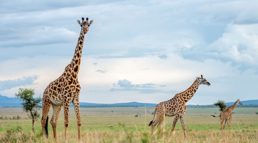 The Serengeti’s Rivers- Lifelines of the Ecosystem