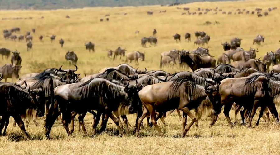 A Legacy of Nature’s Beauty