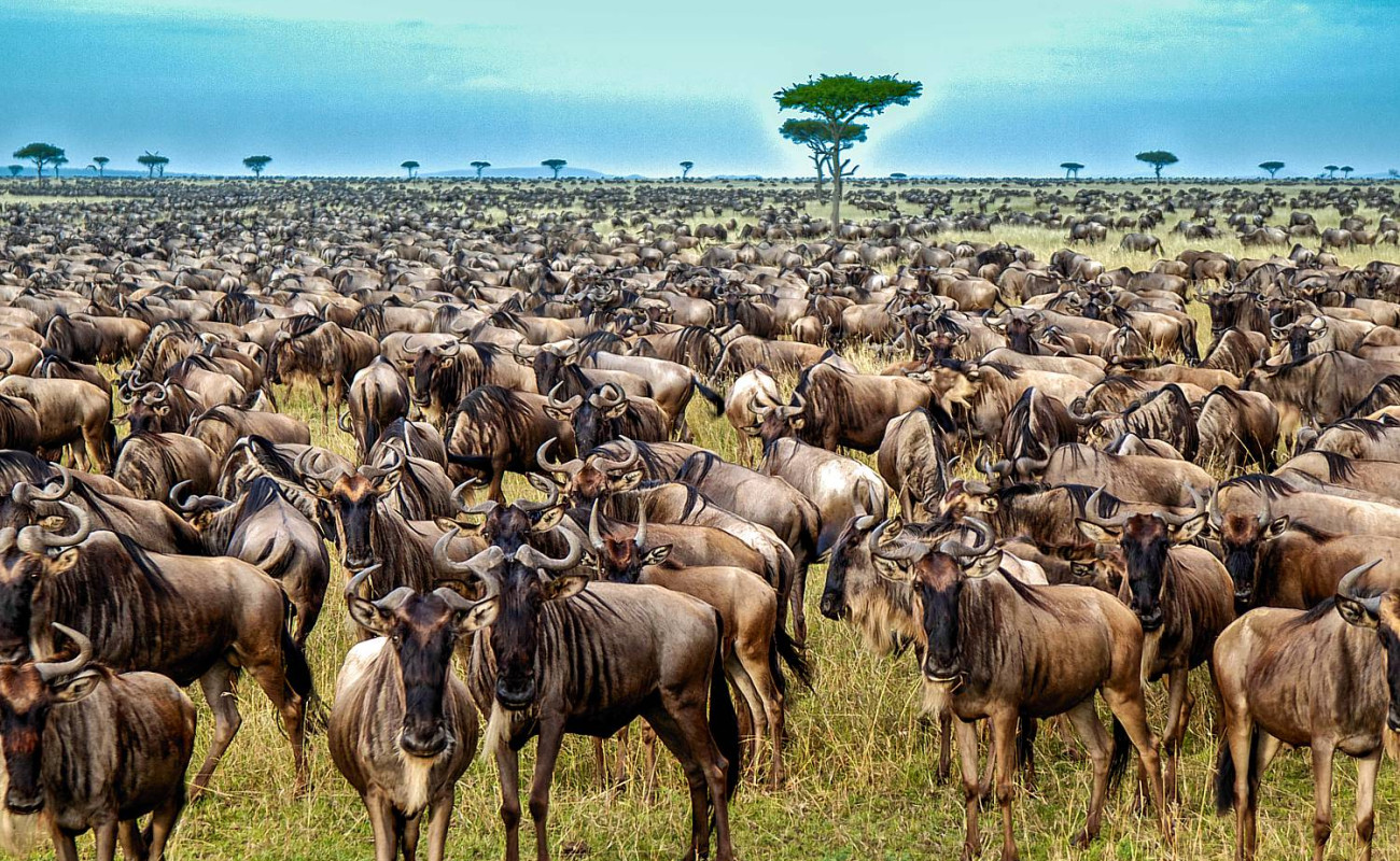 Why the Serengeti Reigns Supreme Over the Masai Mara