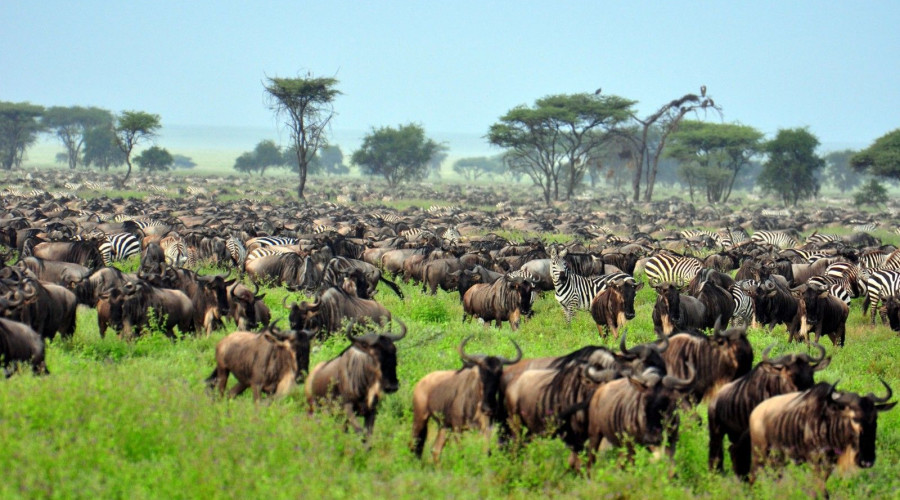 Witnessing the Full Great Migration