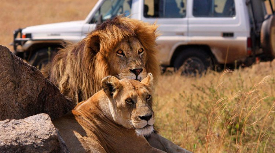 Wildlife Concentration & Predator Density