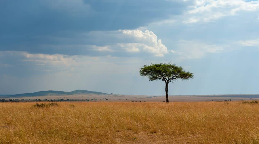 Sheer Size and Ecosystem Diversity
