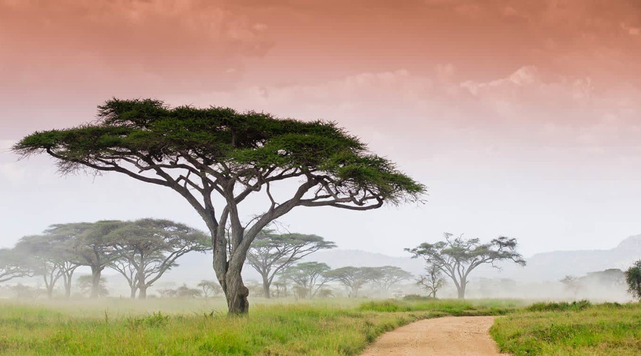 Extended Safari Routes and Combinations