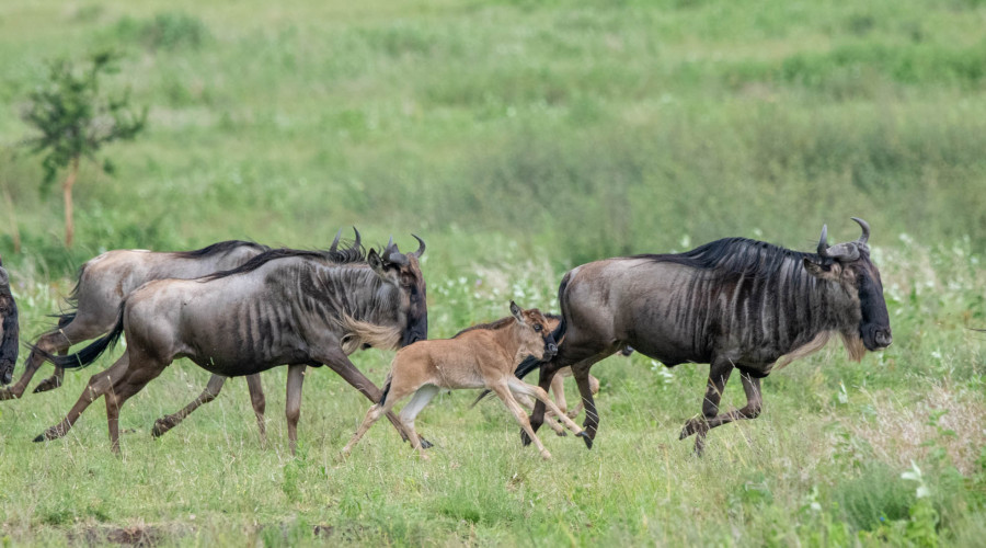 Exclusive Experiences Only in Serengeti