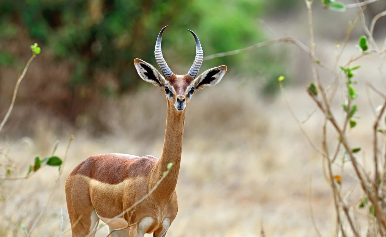 Why You Should Visit Samburu National Reserve