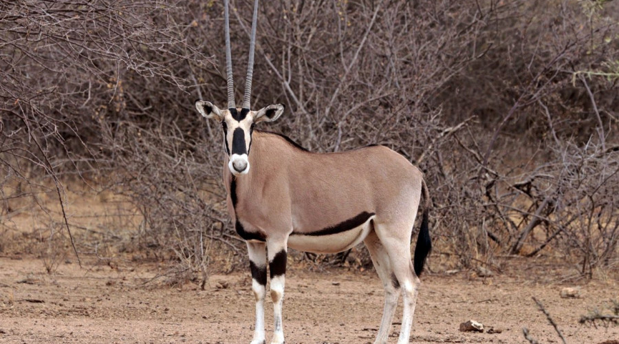 Where is Samburu National Reserve