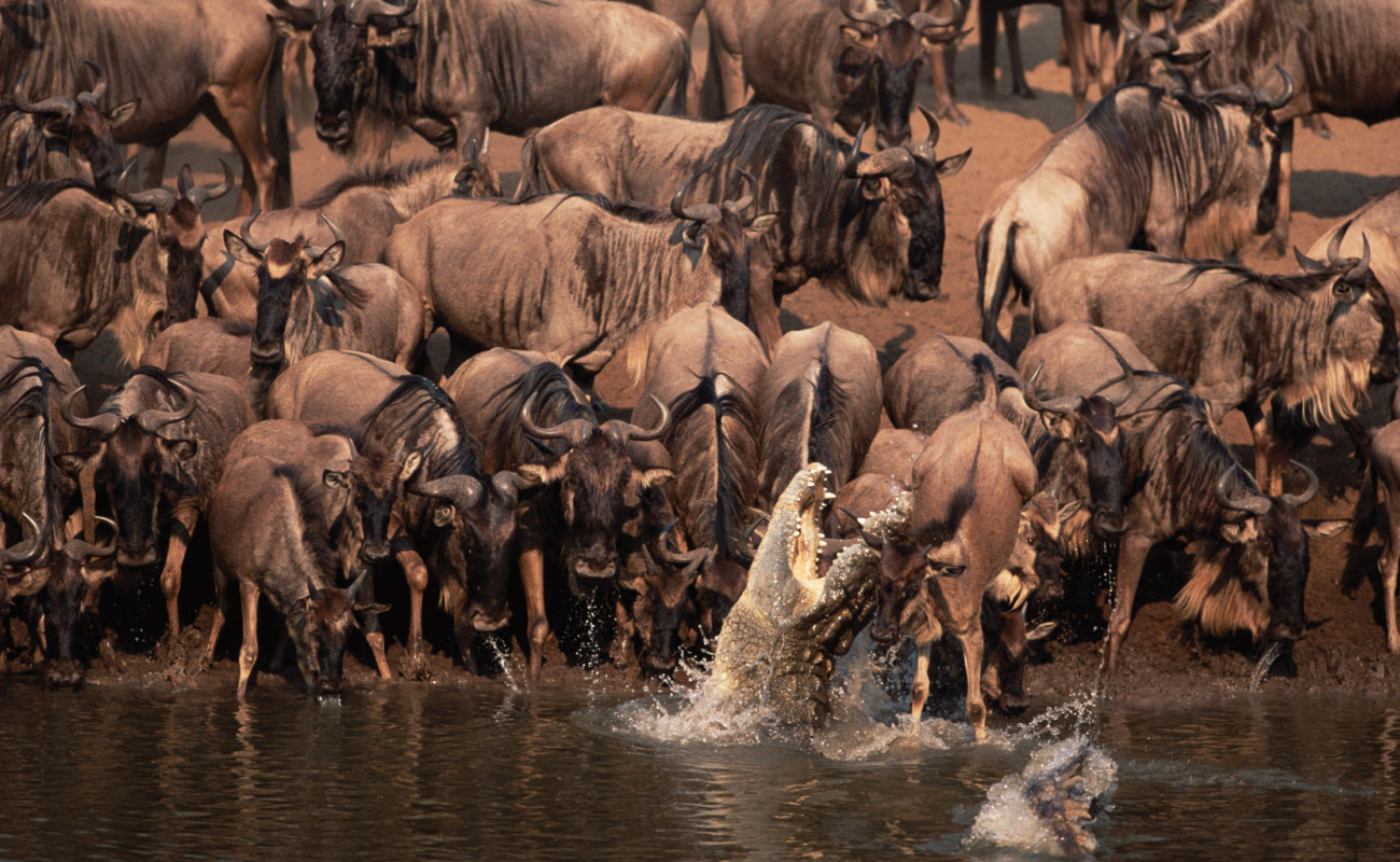 An Elite Traveler’s Guide to the Great Migration