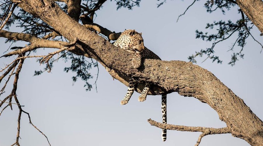 Why the Great Migration Is Not Just a Safari