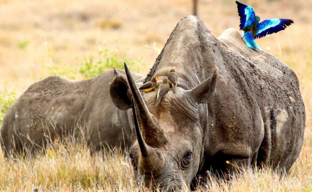  5 Top Places to See Rhinos in Kenya & Tanzania