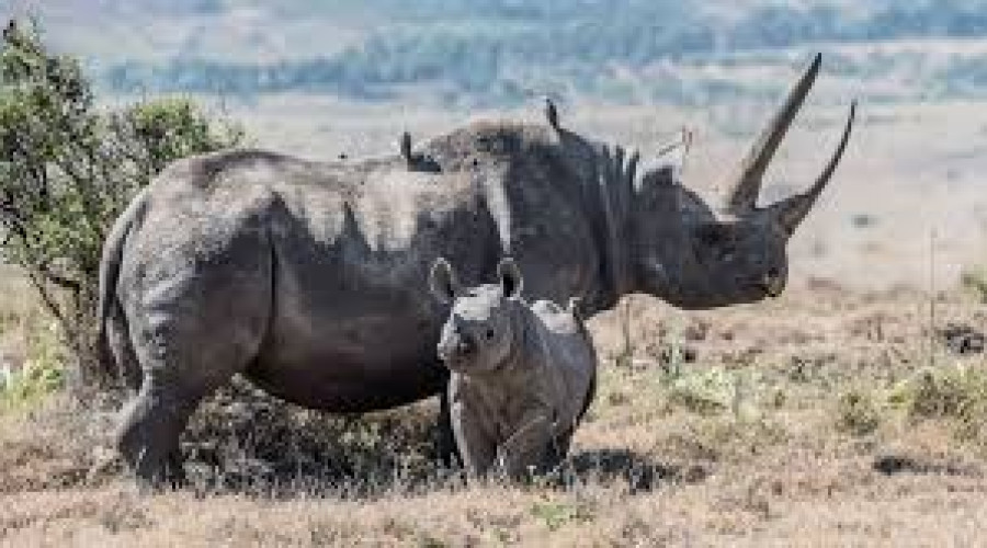 Serengeti National Park - Tanzania