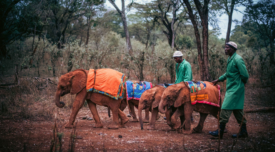 Visit the David Sheldrick Elephant Orphanage