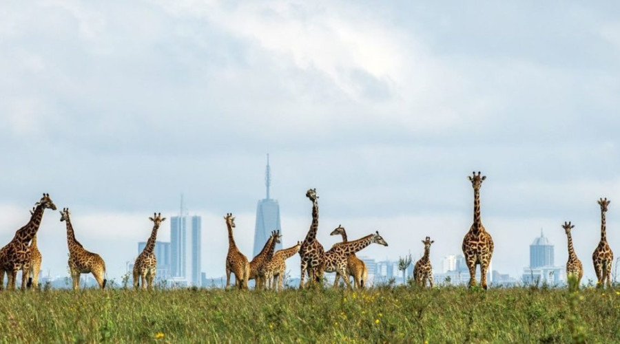 Explore Nairobi National Park – A Safari in the City