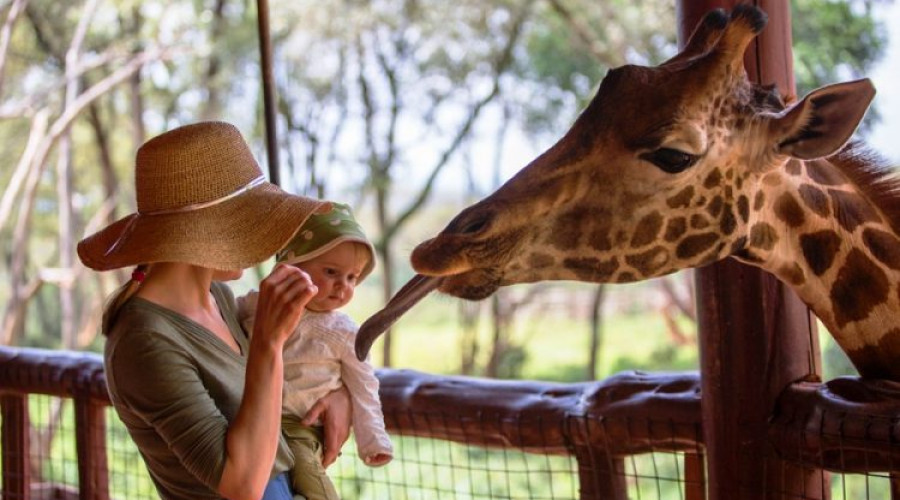 Feed Giraffes at the Giraffe Centre