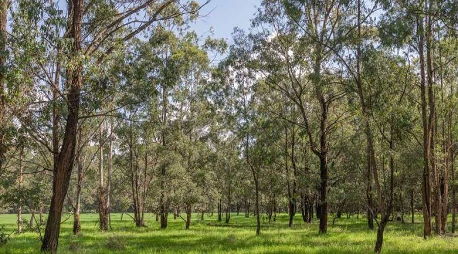 Escape into Nature at Karura Forest