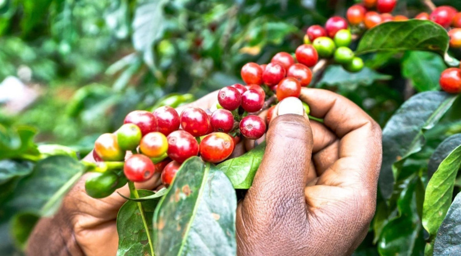 Indulge in Nairobi’s Coffee Culture