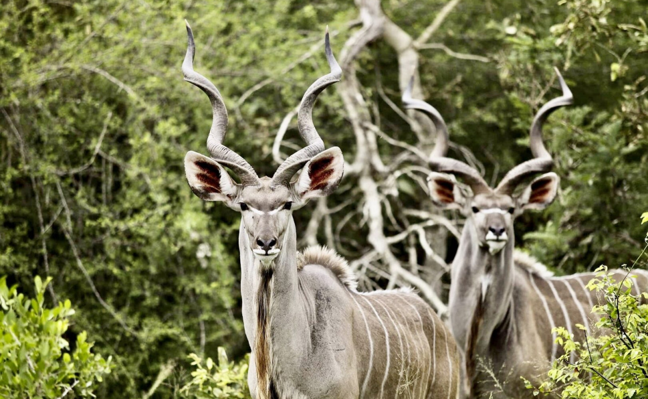 The Legacy of Ruaha – Realm of the Majestic Kudu