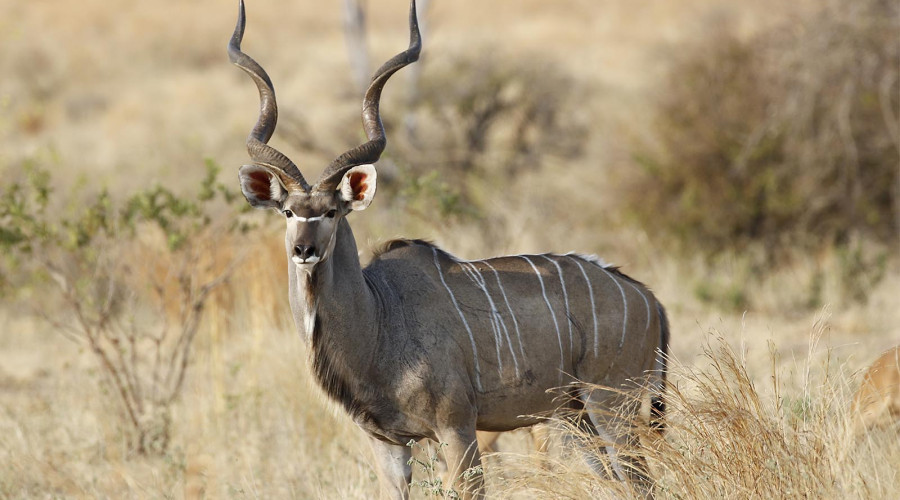 Why Ruaha is the Kingdom of Kudu