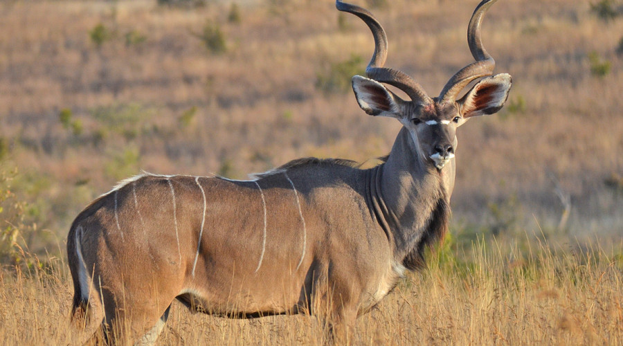 The Greater Kudu – Africa’s Spiral-Horned Prince