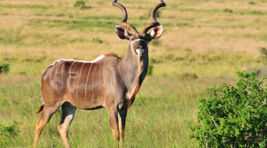 Why the Kudu Reflects the Soul of Ruaha