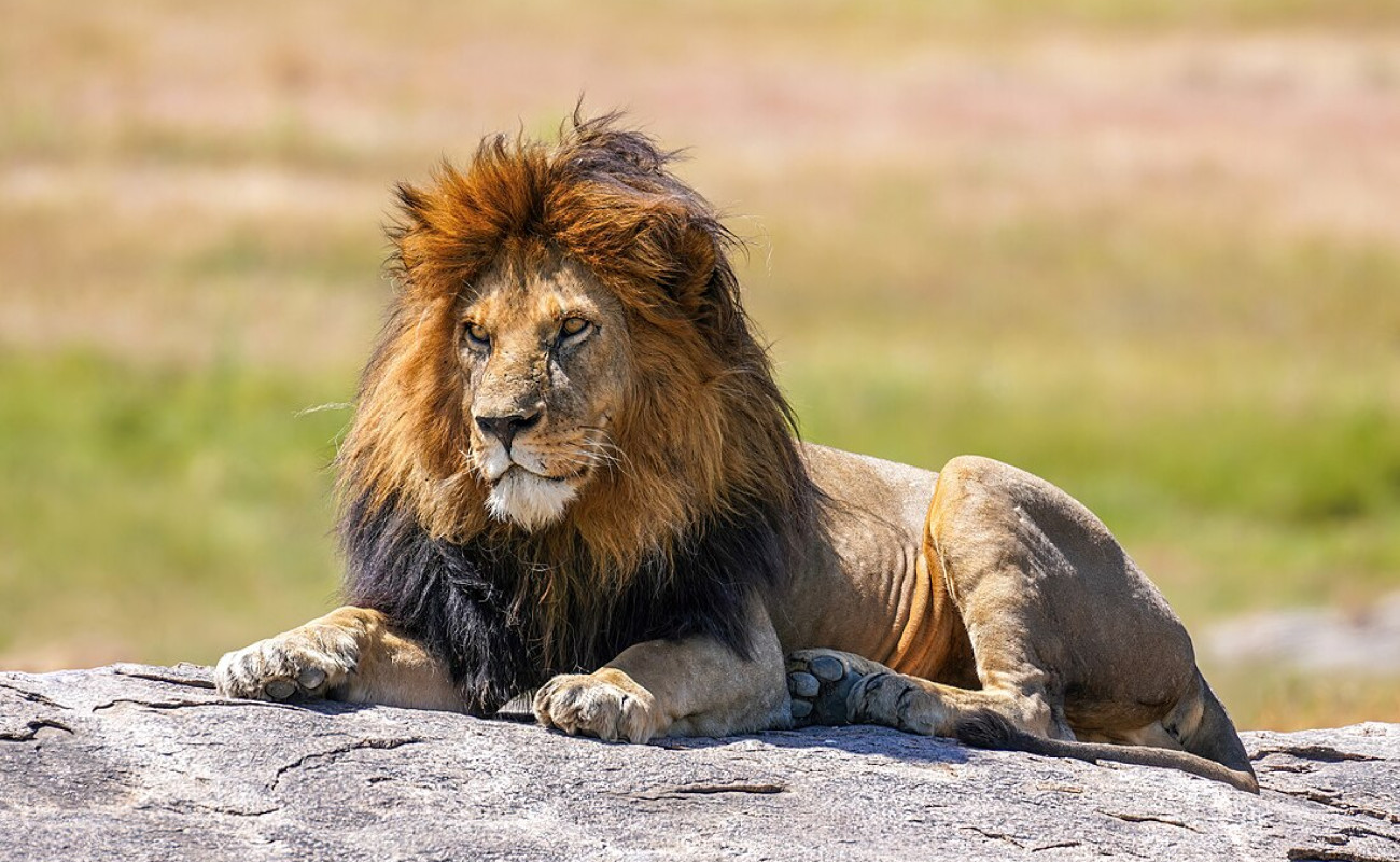 The Kingdom of Lions in Tanzania