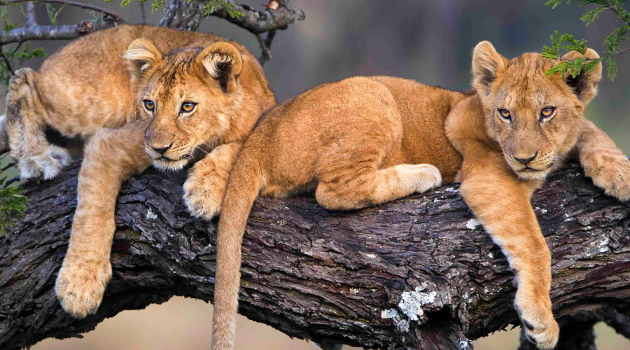 Why Tanzania Is the Lion Capital of Africa