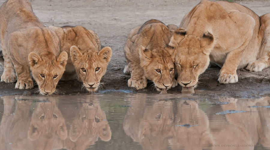 Serengeti National Park – The Lion Stronghold