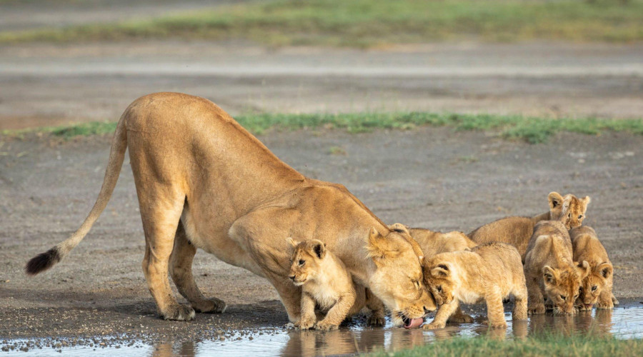 Ngorongoro Crater – The Cradle of Big Cats