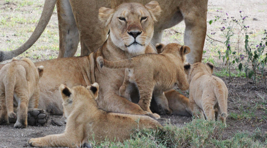 Ruaha National Park – The Untamed Lion Empire