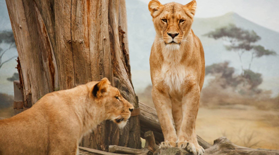 Tarangire National Park – Where Lions Roam the Baobabs