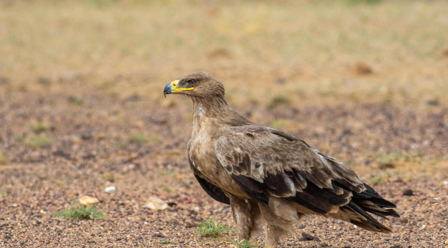 The Royal Story of the Eagle
