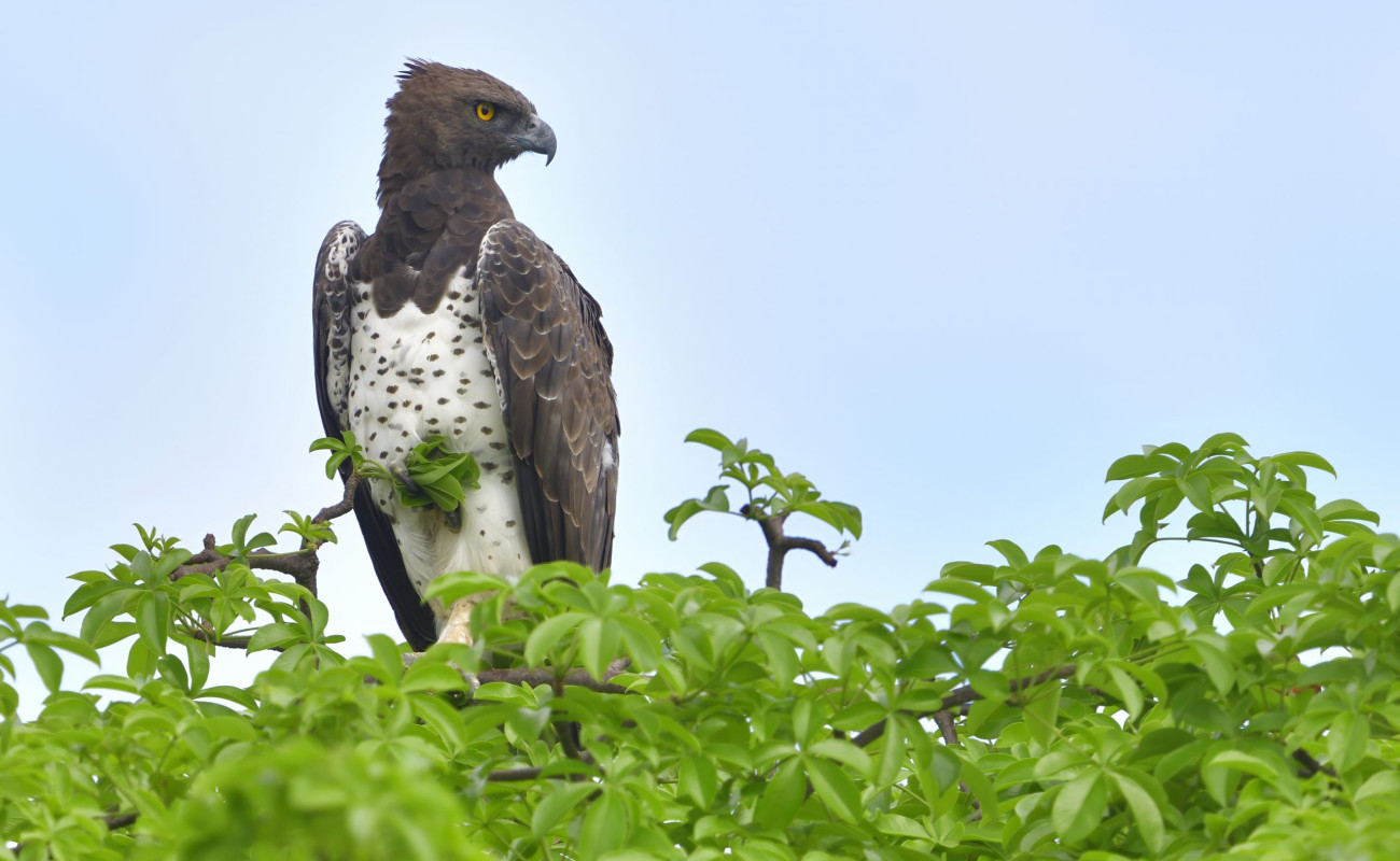 The Majestic Eagles of Tanzania