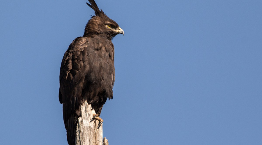 Top Places to See Eagles in Tanzania