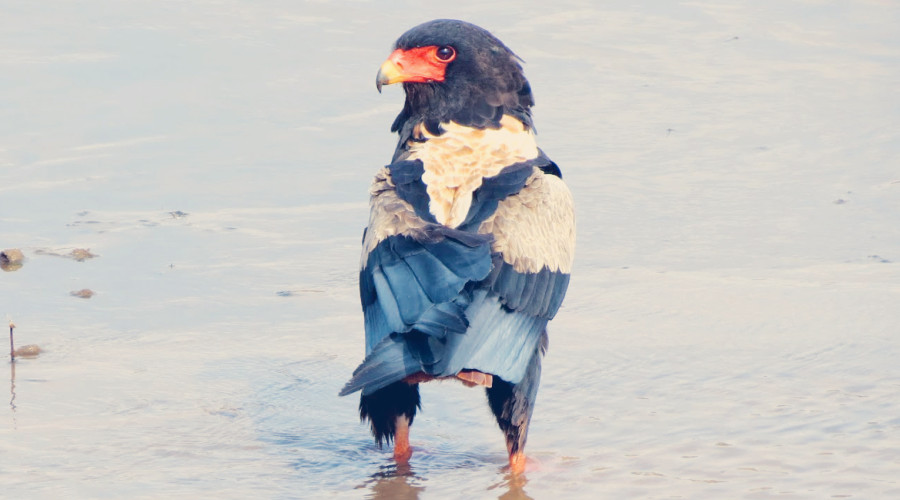 Types of Eagles You Can Spot in Tanzania