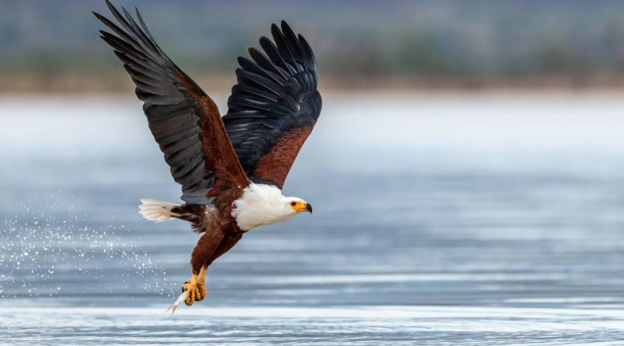 The Magic of Eagles in Tanzania