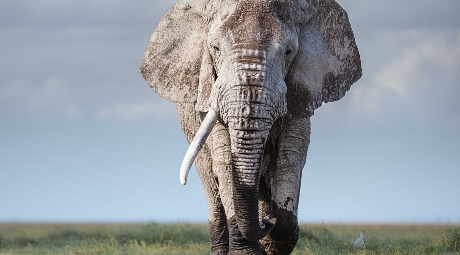 Day 2: Nairobi – Drive to Amboseli National Park