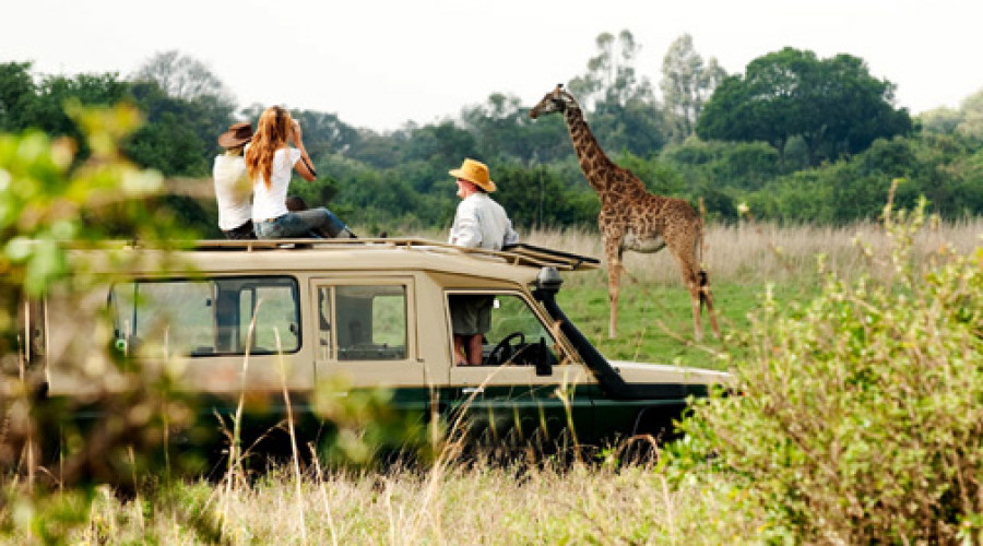Day 7: Morning Game Drive – Return to Nairobi or Departure