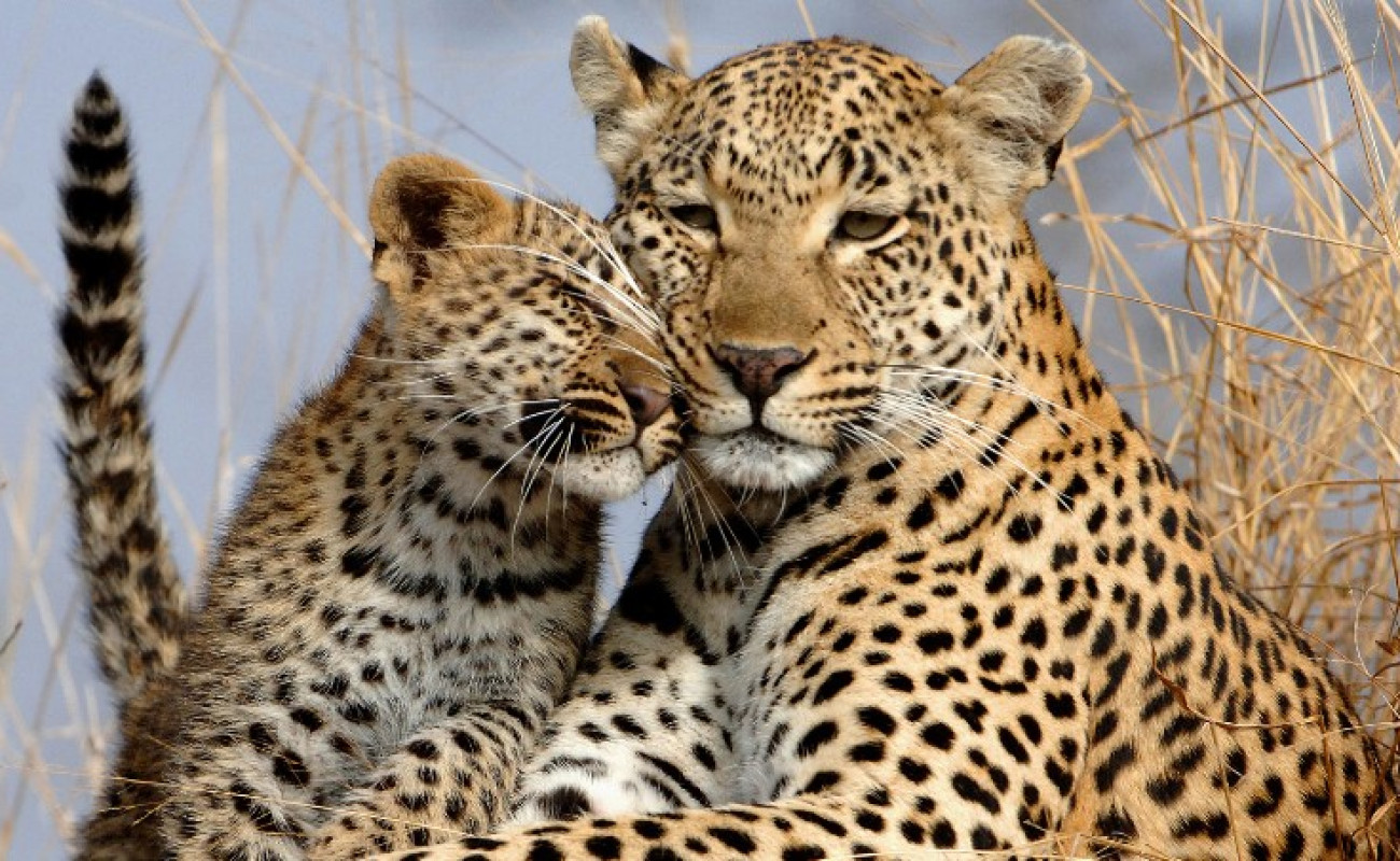 The Secret Lives of African Leopards