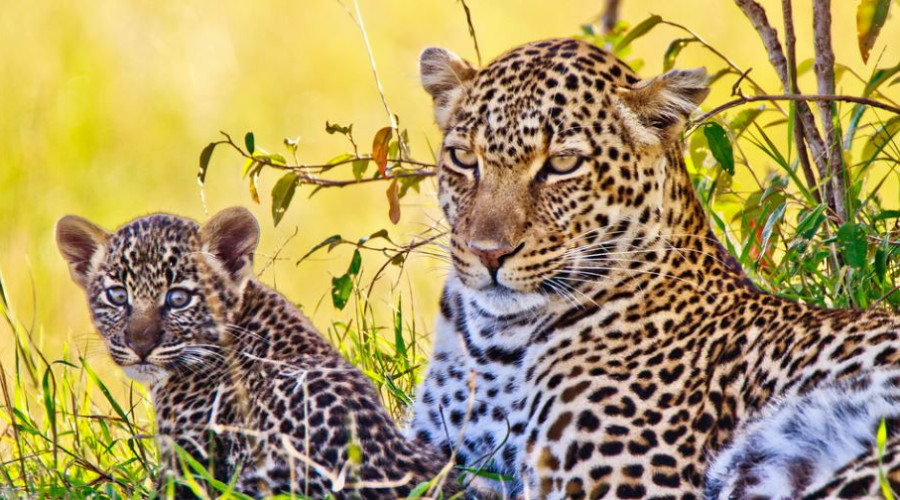 Reproductive Mysteries and Cubs